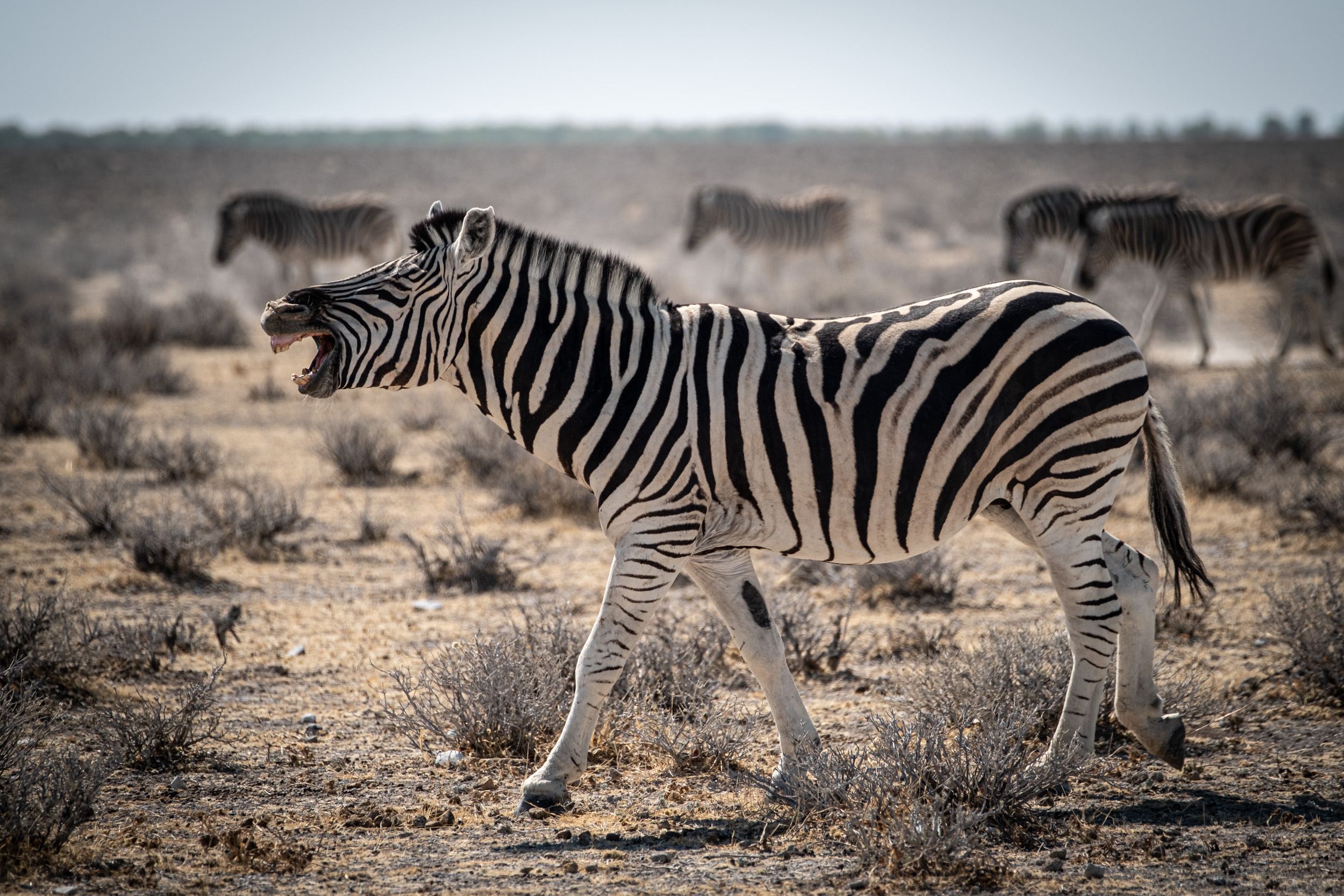 Zebra in Namibia 2018