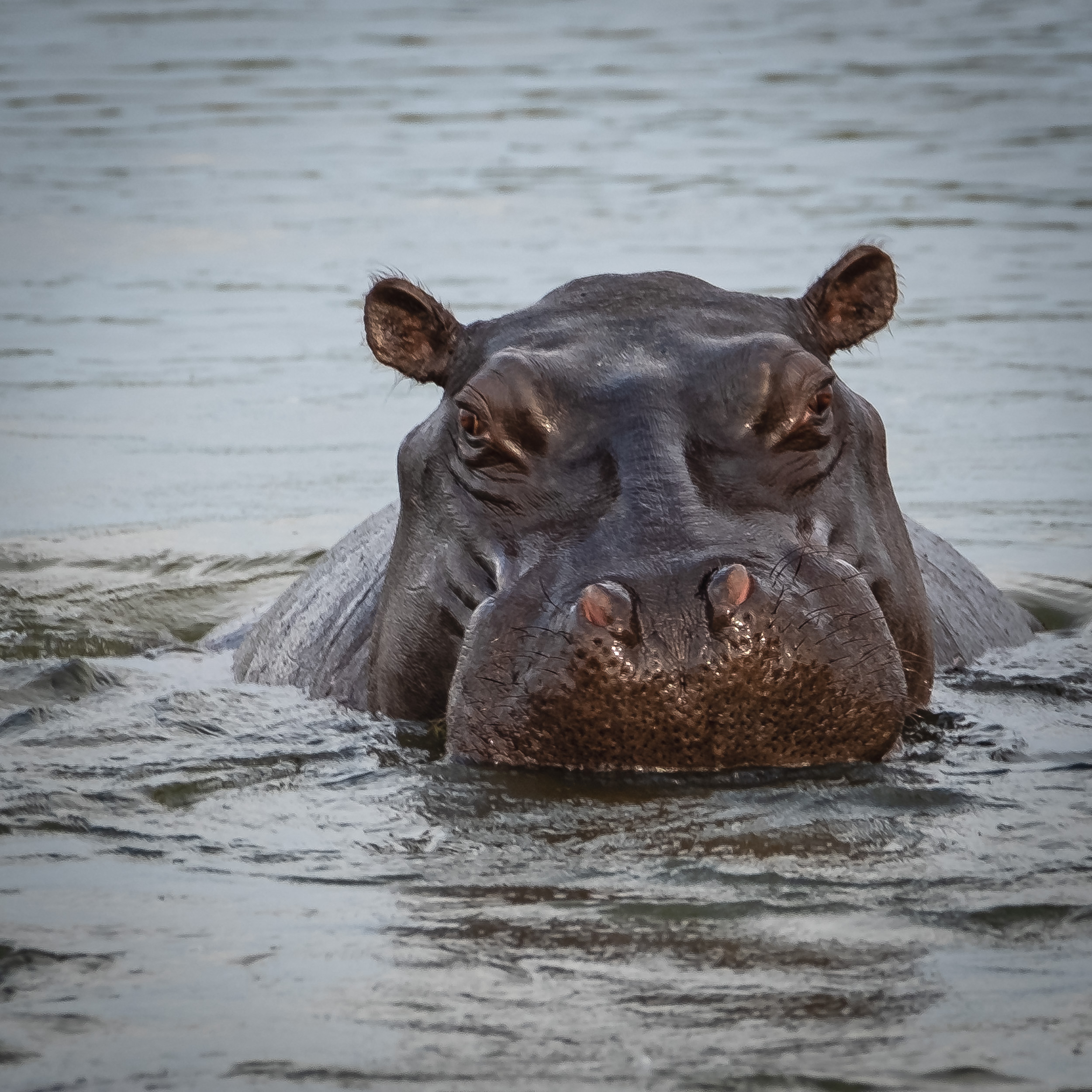 Hippo in Namibia 2018
