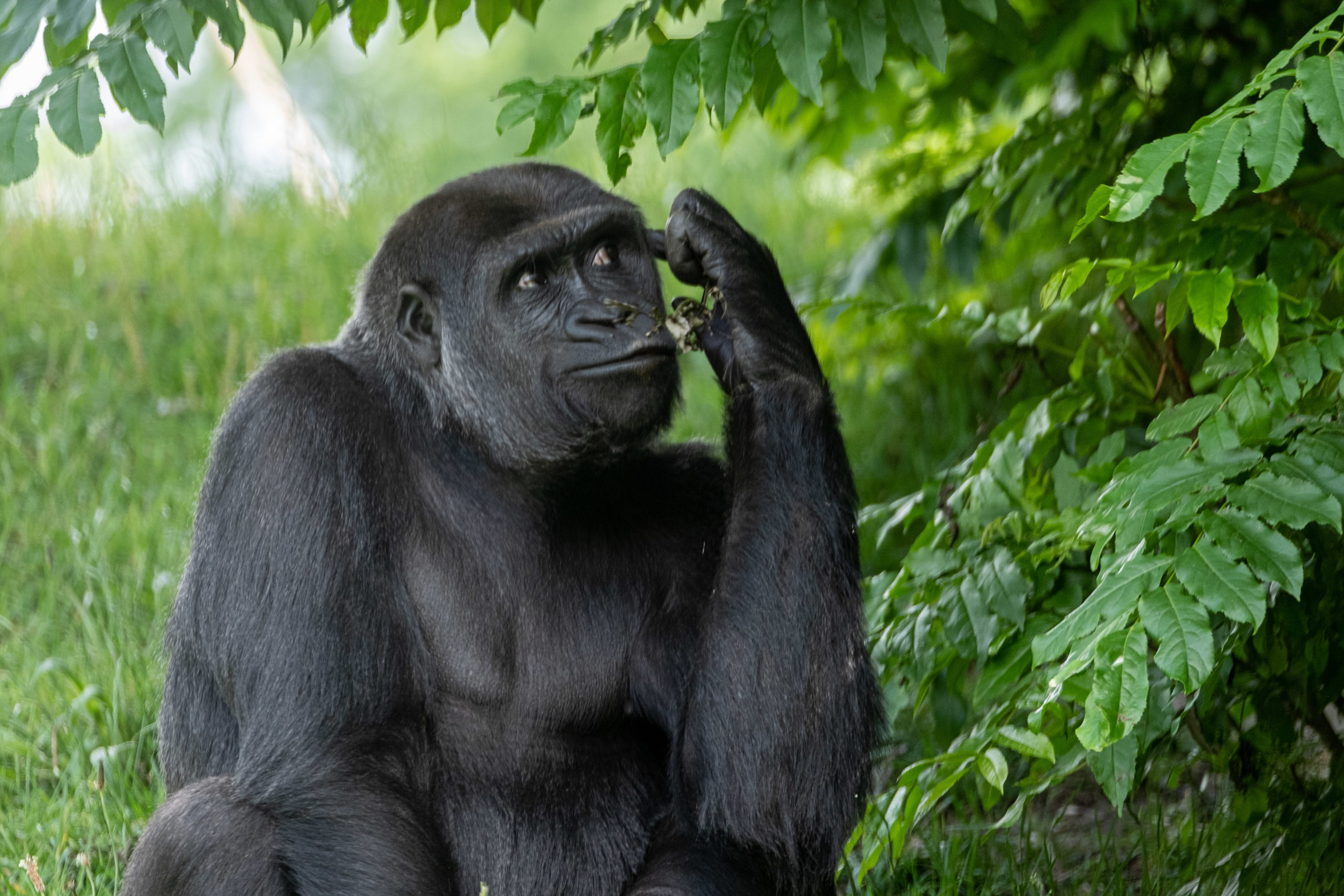 Gorilla im Gaia Zoo