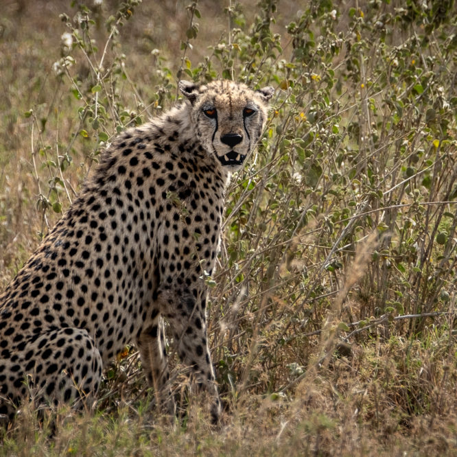 Gepard, Tansania 2022